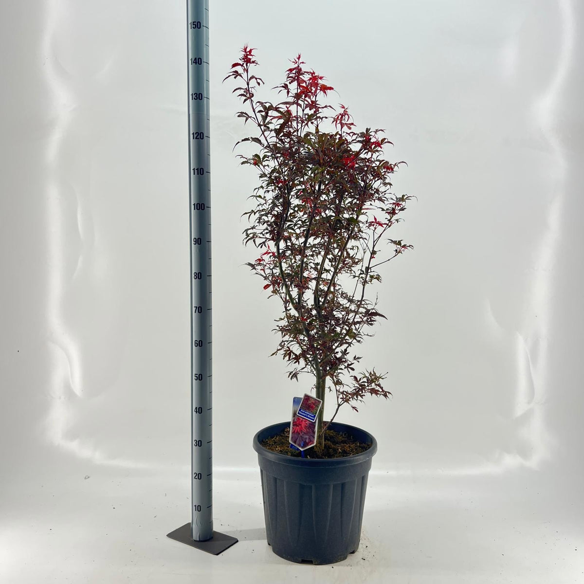 Acer Skeeters Broom 125cm 37cm Pot