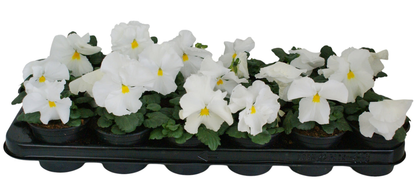 Zuidbaak Honselersdijk Viola Delta Pure White Pack of 18