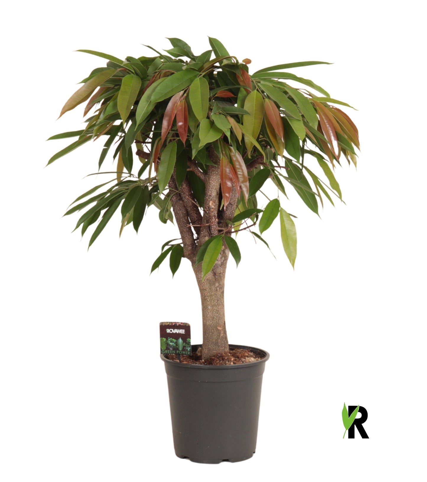 Ficus Amstel King 110cm 24cm Pot