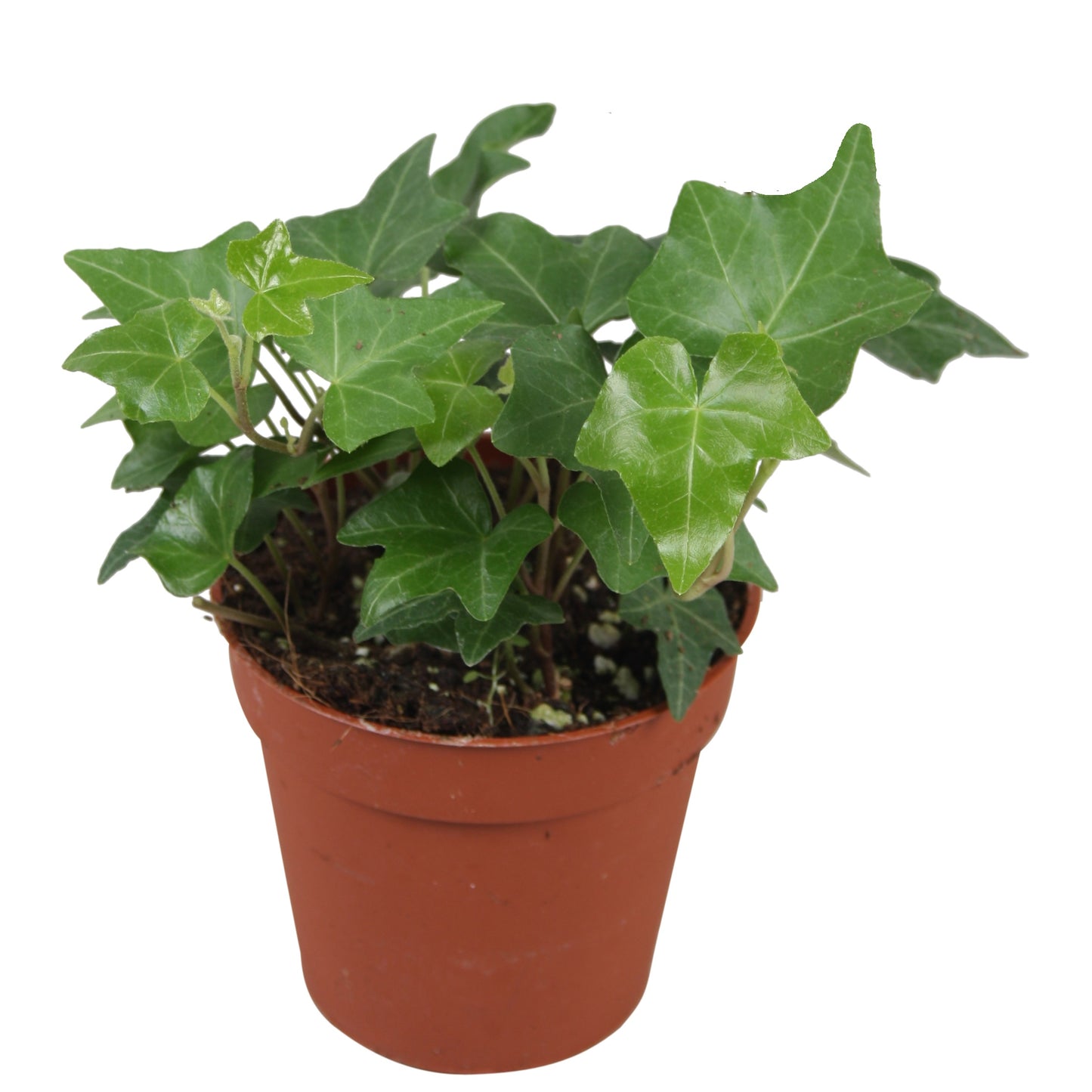 Vireo-Hedera plant BV Hedera helix Pittsburgh Pack of 18