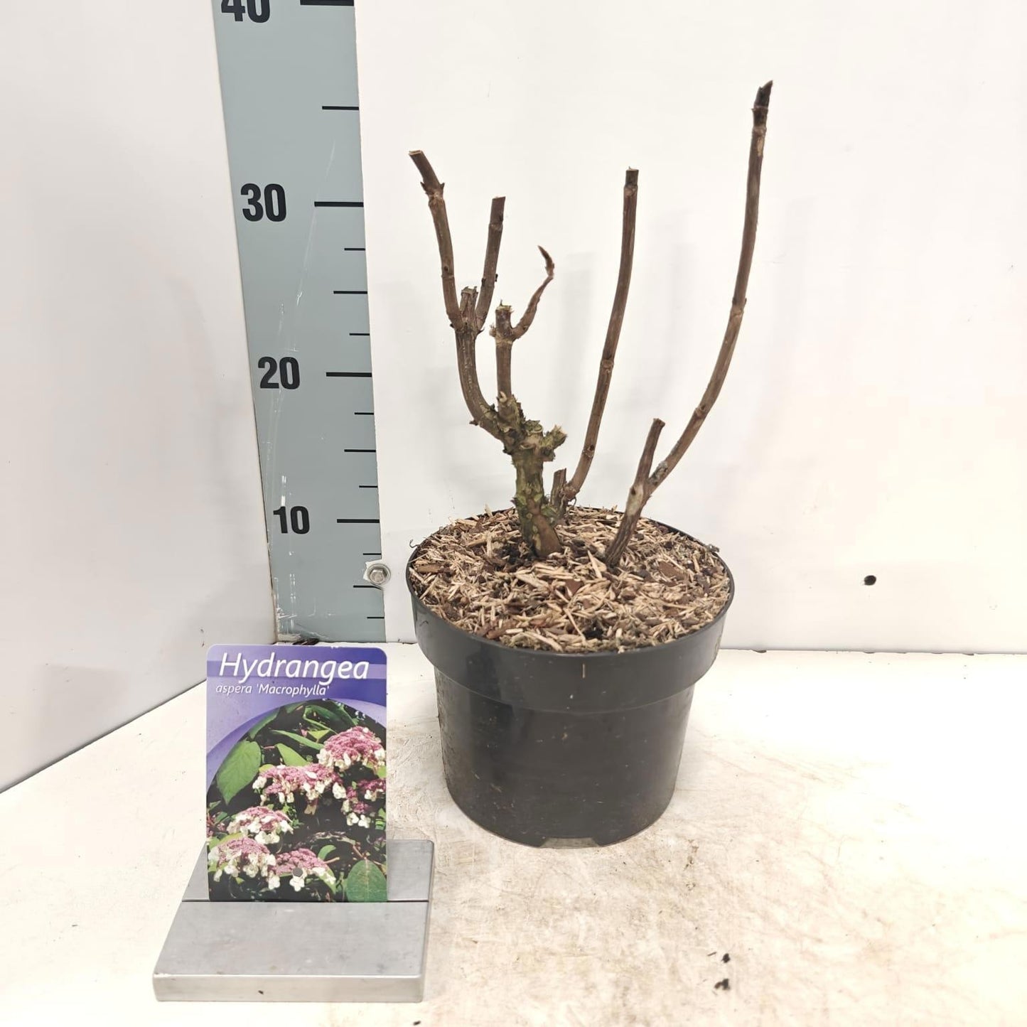Hydrangea Macorphylla 60cm 26cm Pot