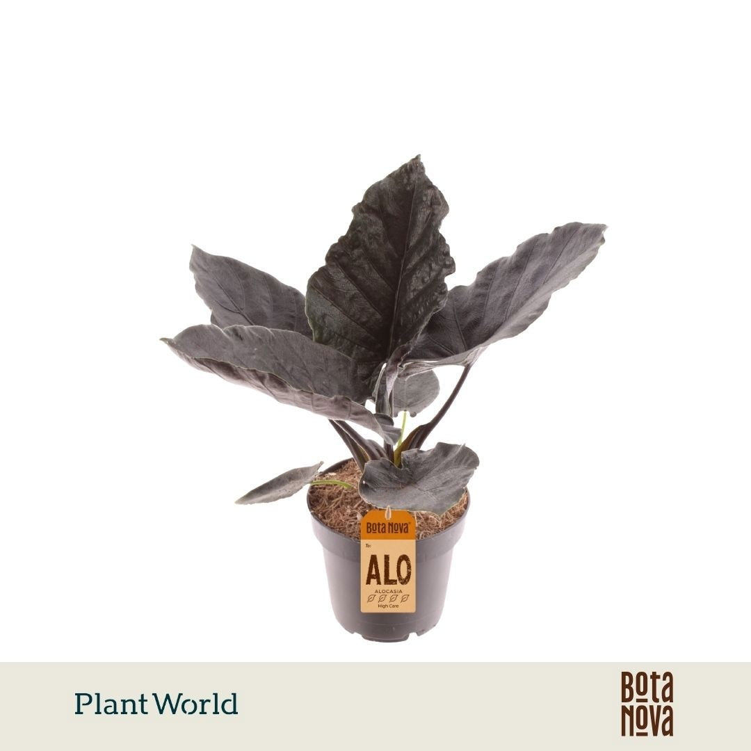 Alocasia Antoro Velvet 30cm 12cm Pot