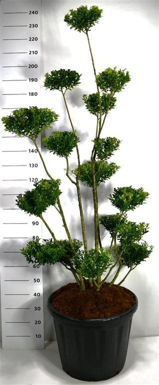 Ilex mix 220cm 58cm Pot