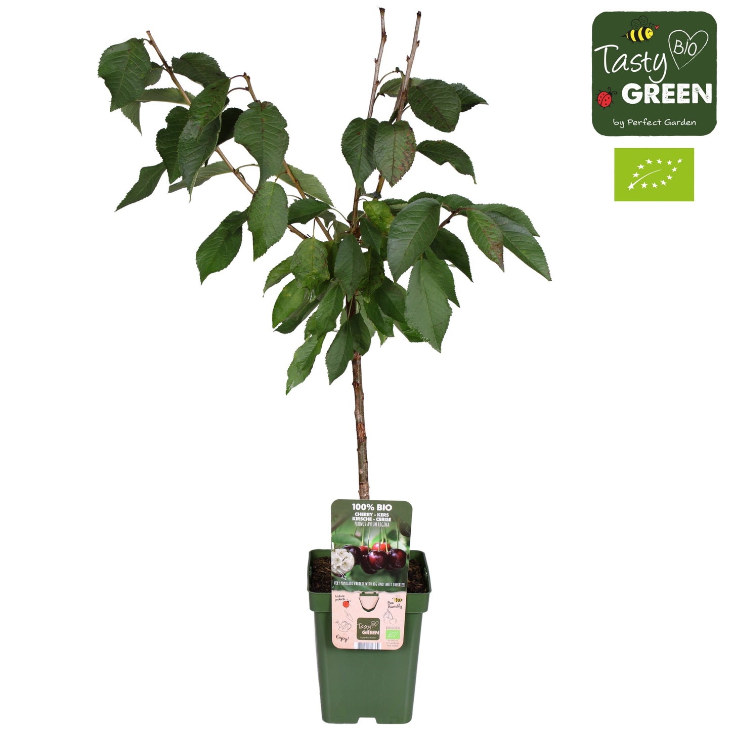 Prunus avium 100cm 23cm Pot