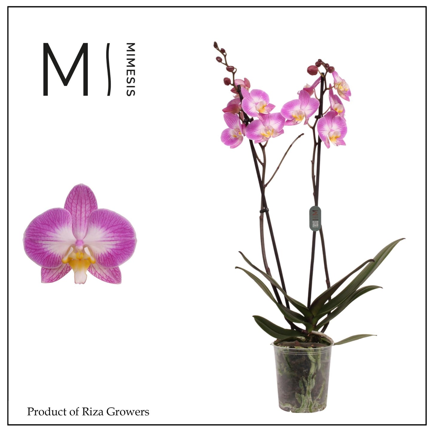 Phalaenopsis Sunca Split 70cm 12cm Pot