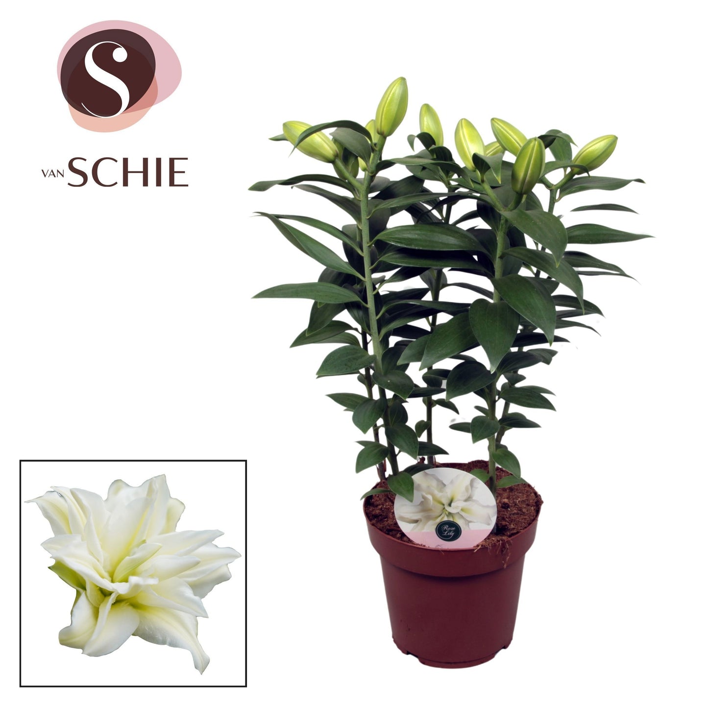 Lilium Roselily Zeta 55cm 19cm Pot