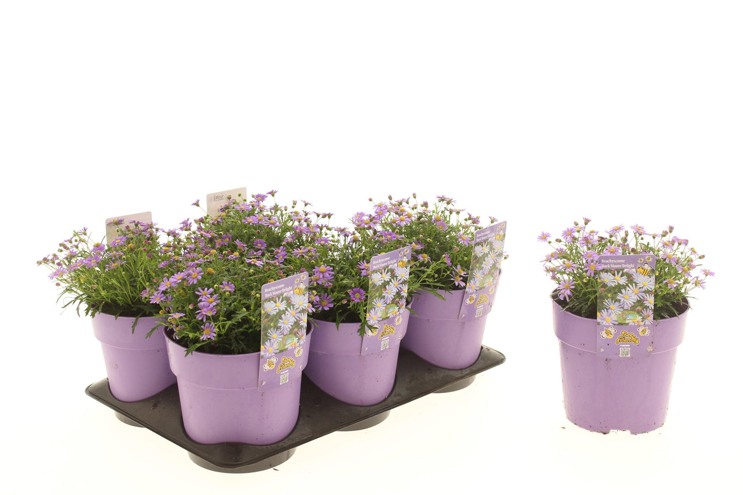 Brachyscome Mauve Delight 25cm 15cm Pot