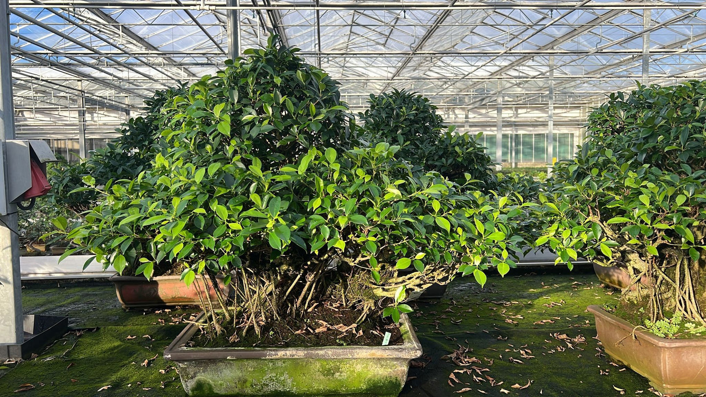 Bonsai Mix 90cm 60cm Pot