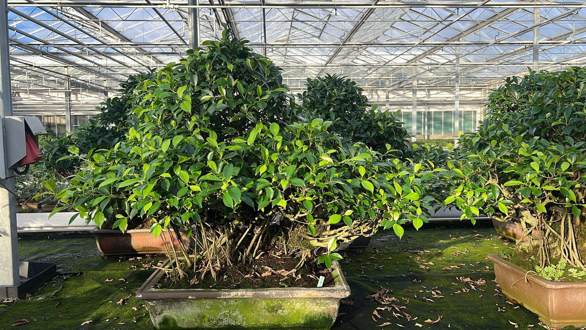 Bonsai Mix 90cm 60cm Pot