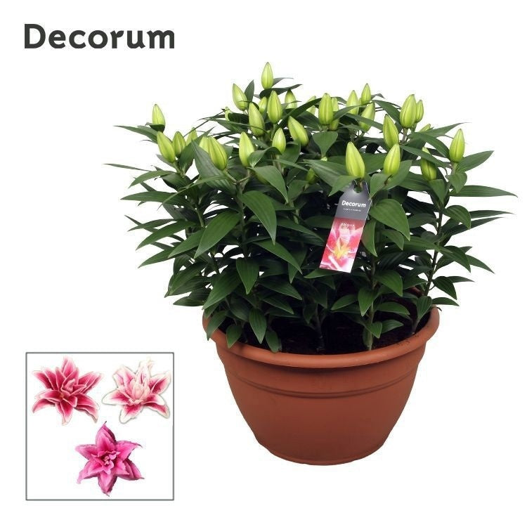 Schie Van Lilium Roselily Nowa Pack of 1