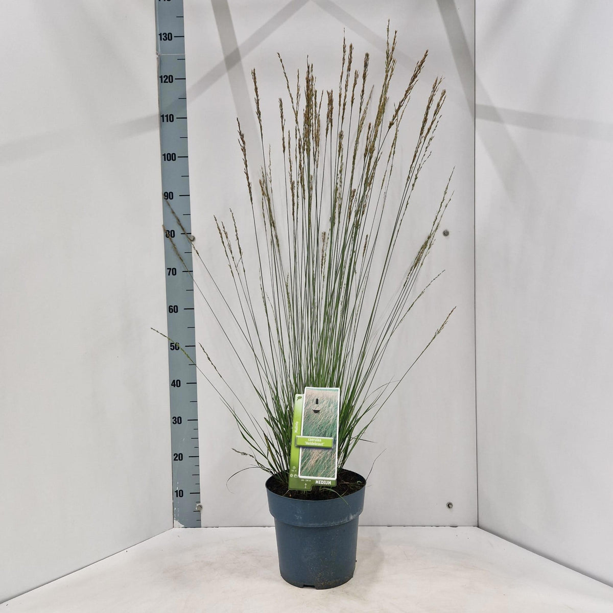 Molinia Heidebraut 120cm 23cm Pot