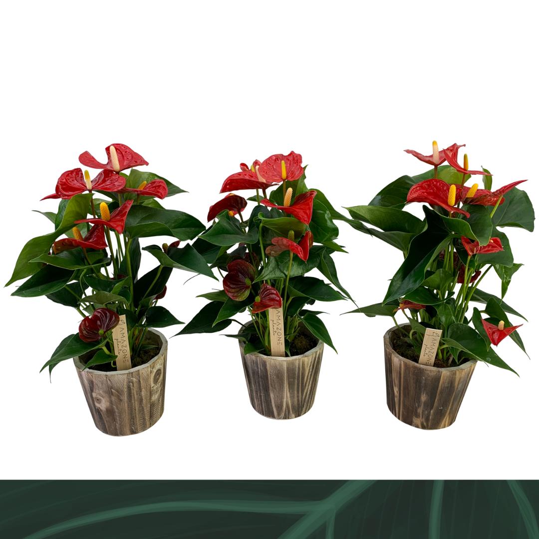 Amazoneplants BV Anthurium Aristo Pack of 6