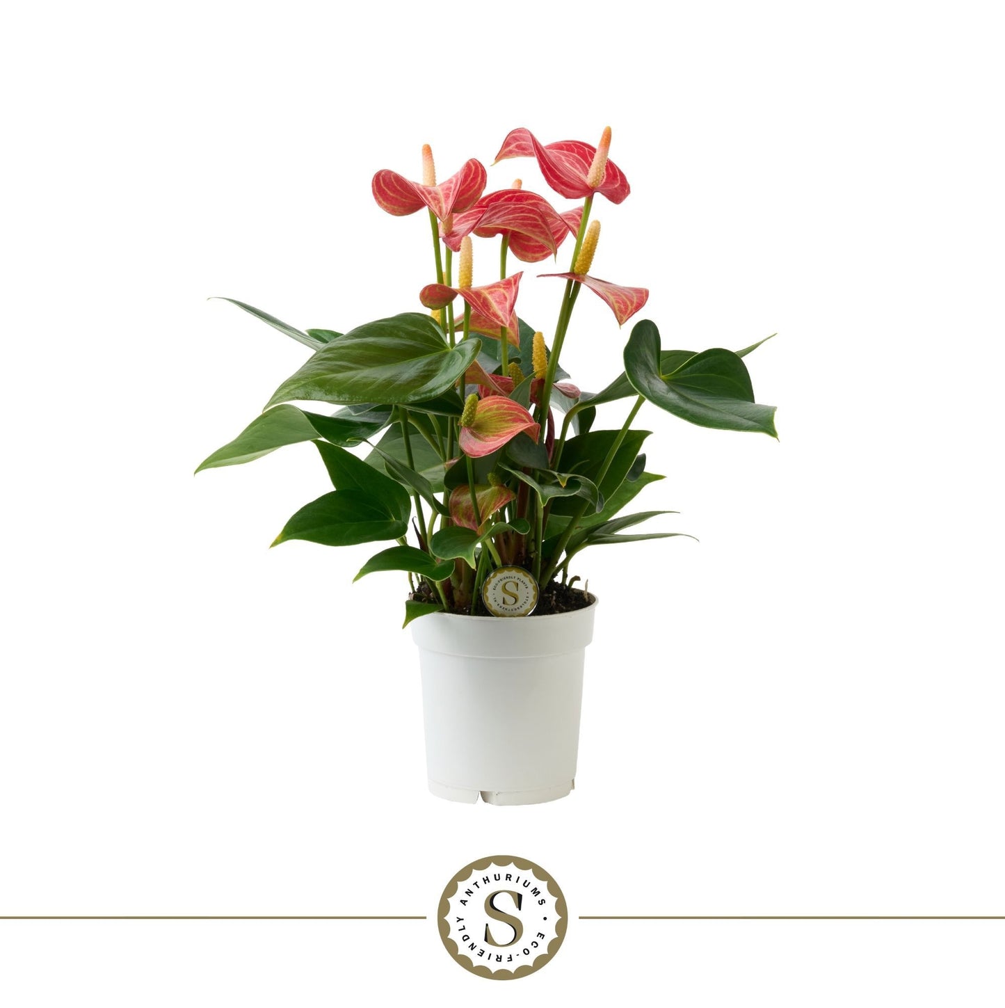 Anthurium Livium Red 30cm 9cm Pot