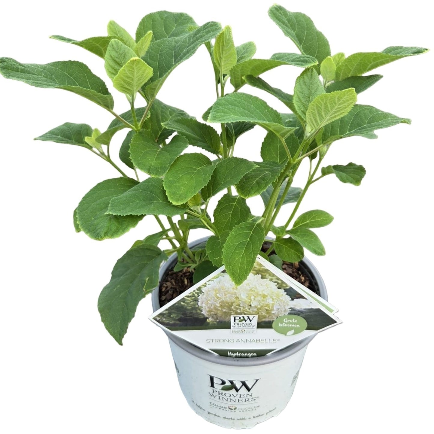 Hydrangea arborescens mix 50cm 19cm Pot
