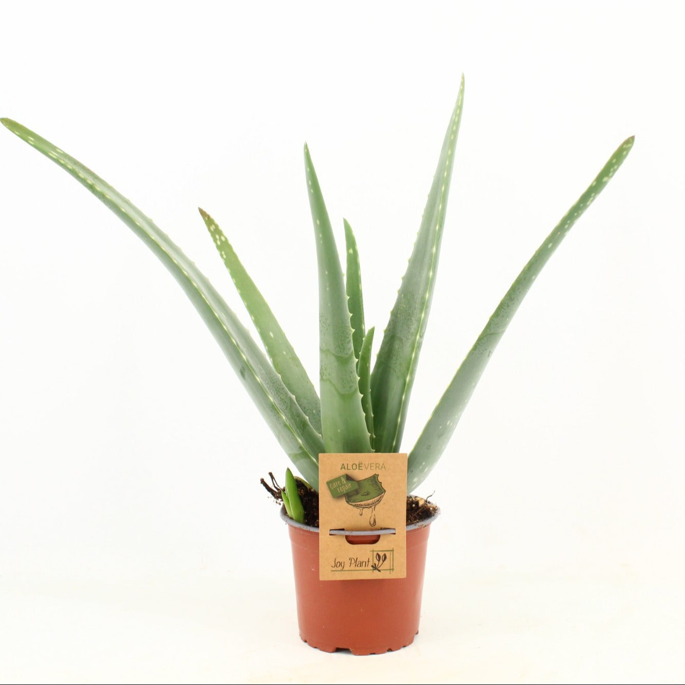 Joyplant Aloe vera Pack of 10