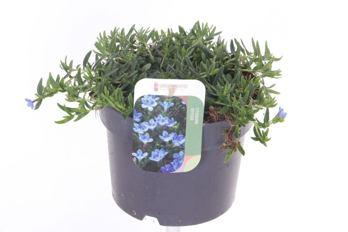 Glandora diffusa 20cm 17cm Pot