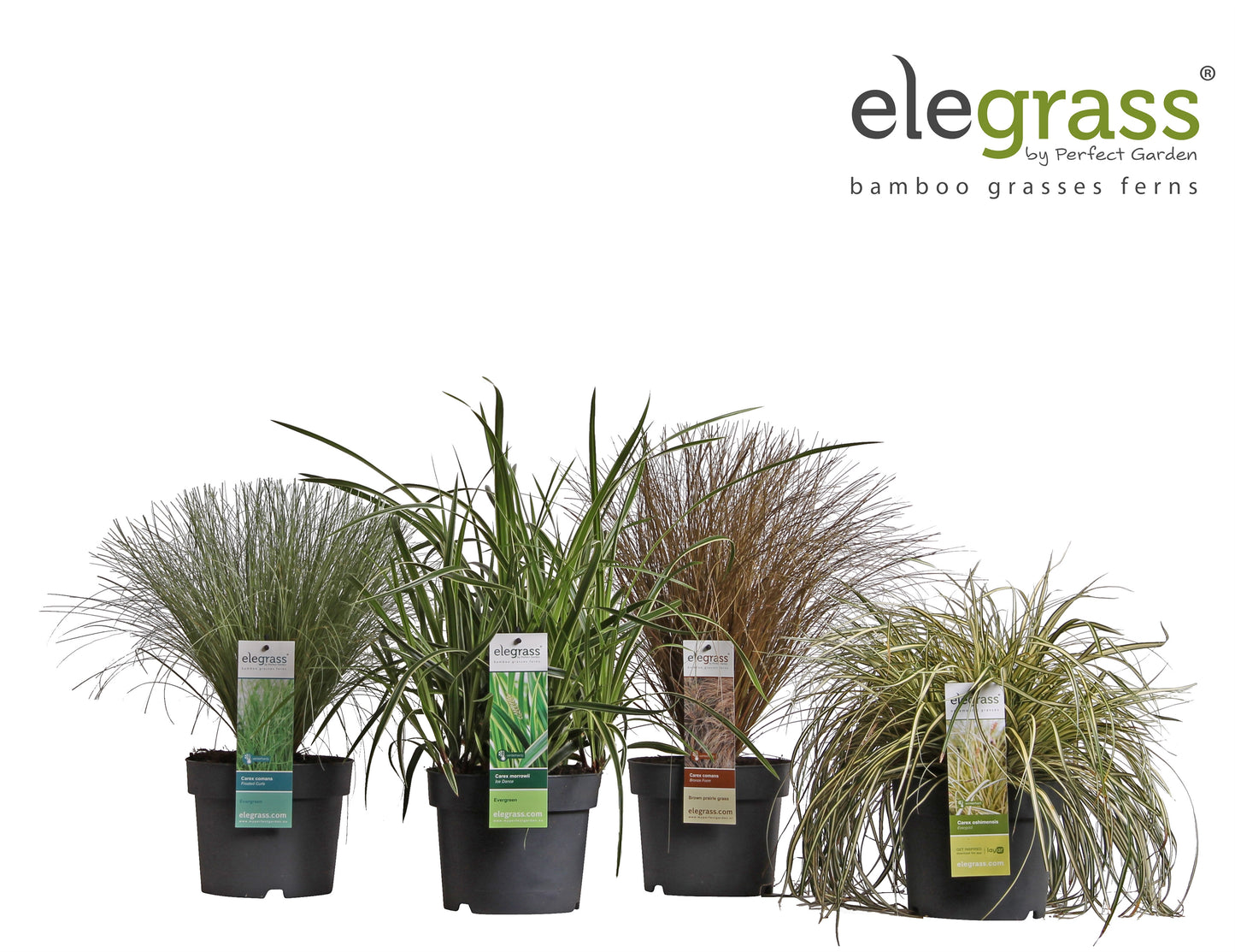 Carex mix shelf 50cm 19cm Pot