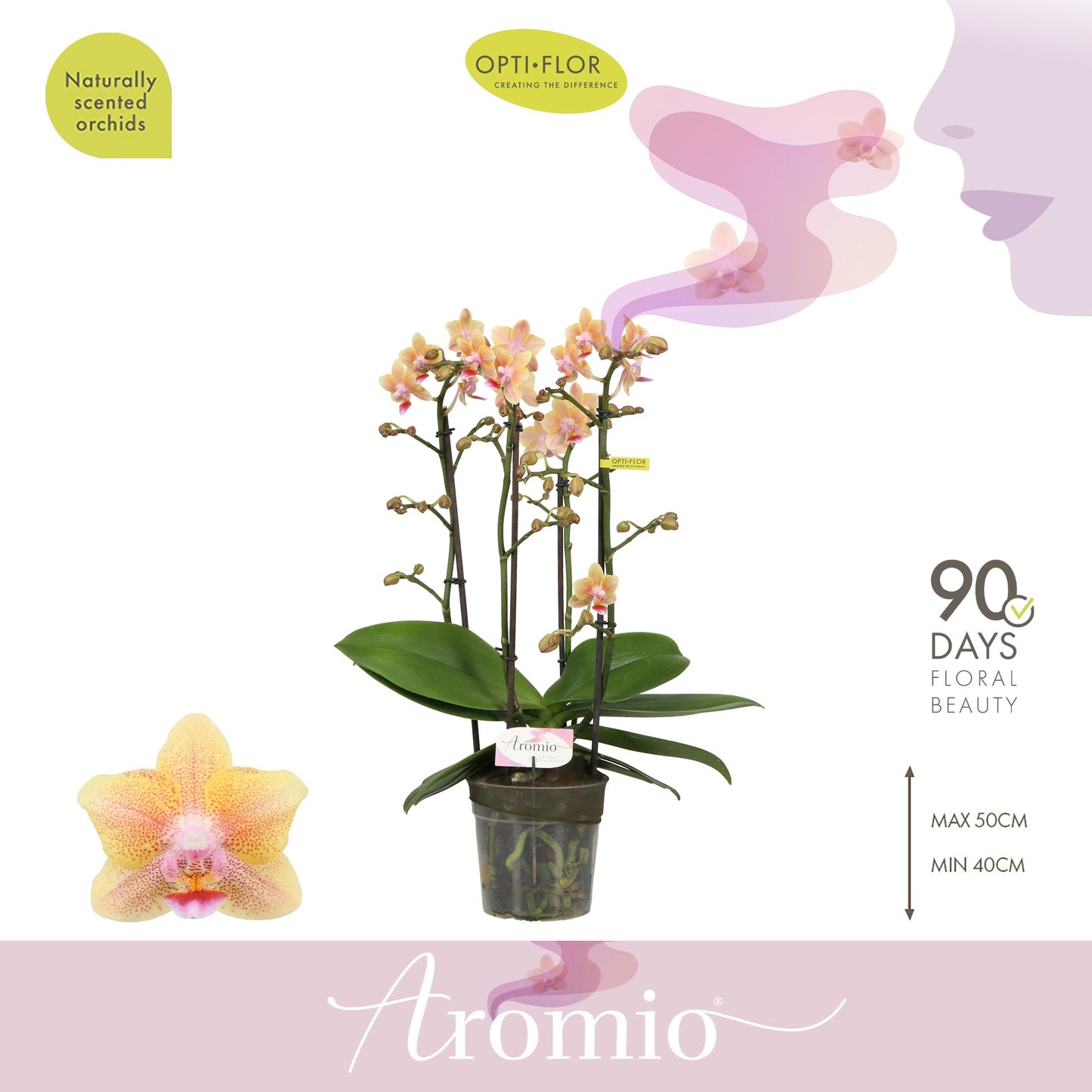 Phalaenopsis yellow 35cm 12cm Pot