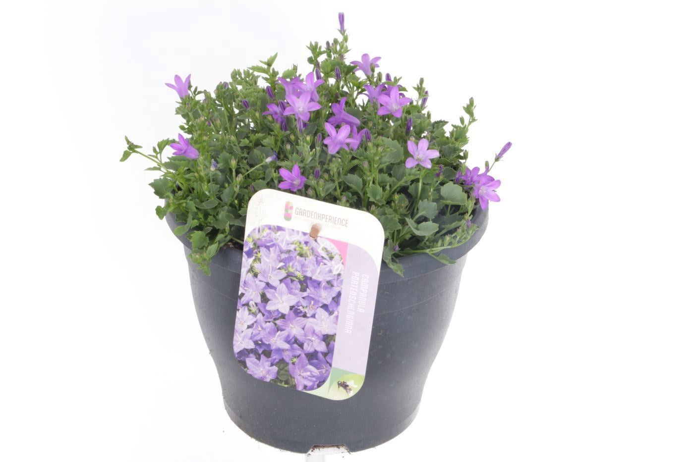 Campanula por. Campala Iris 55cm 23cm Pot