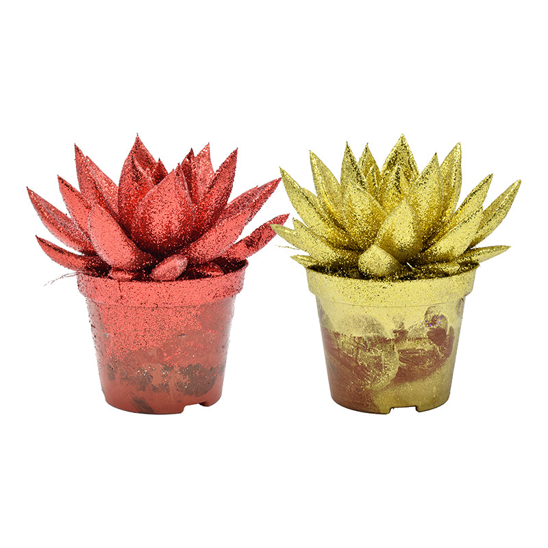 Echeveria colored bicolor (+ drp.ceramic) 11cm Special Pot (508)