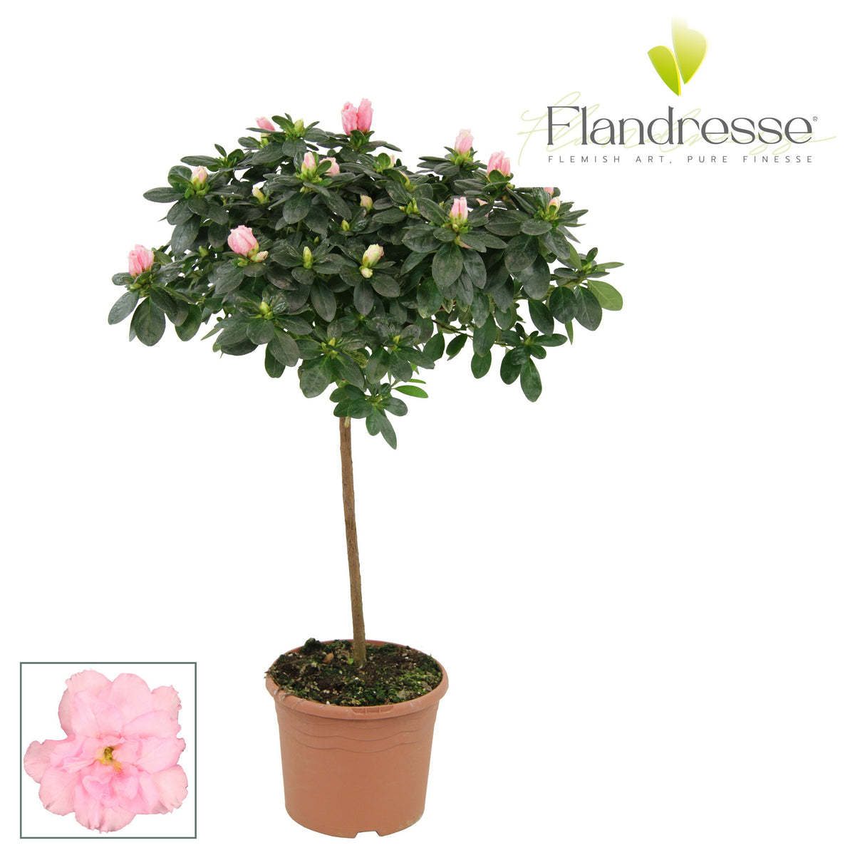 Rhododendron Terra Nova 65cm 19cm Pot