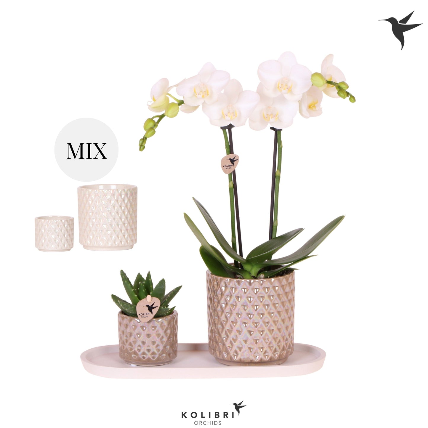 Kolibri Gift Set small Diamond 40cm 18cm Pot