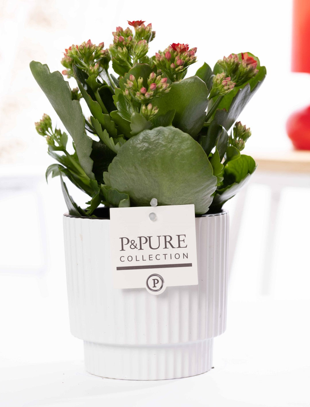 Kalanchoe Rosalina Amador Red 27cm 12cm Pot