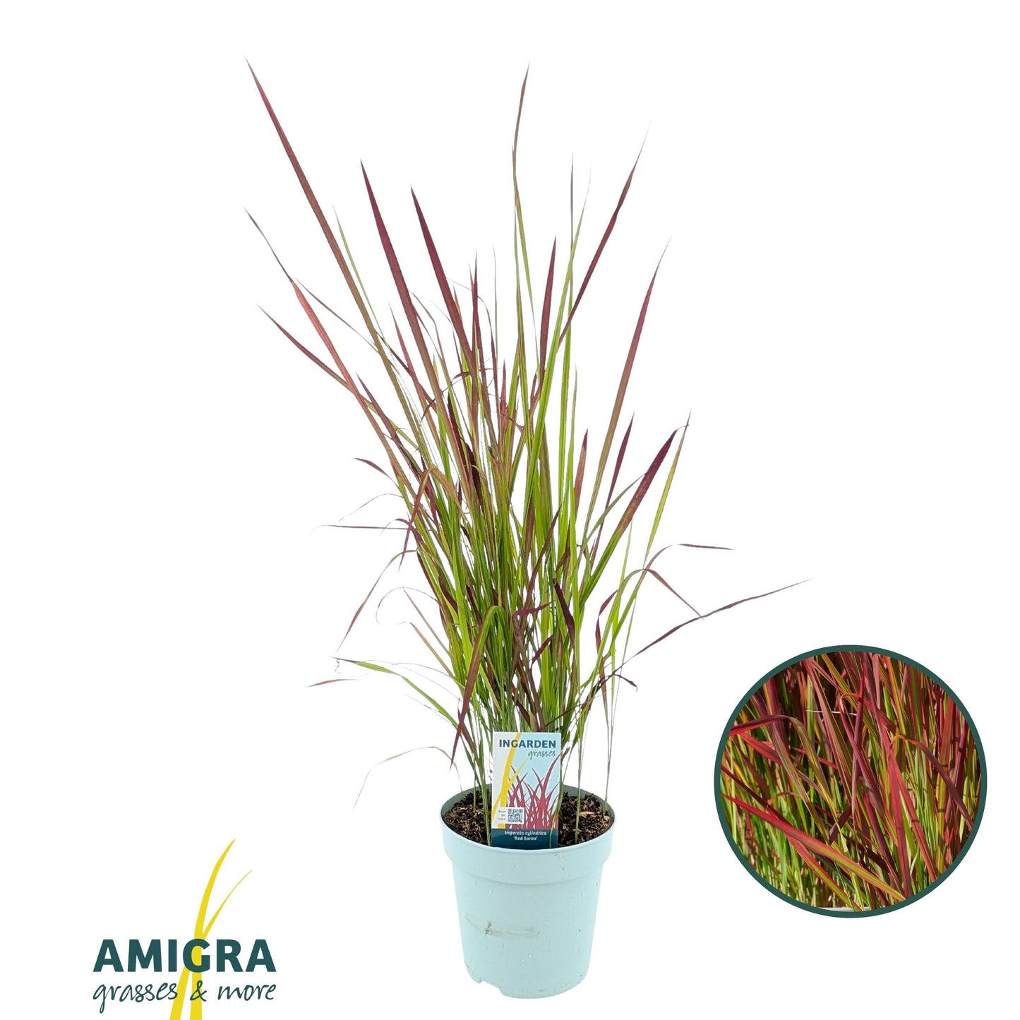 Imperata Red Baron 90cm 17cm Pot