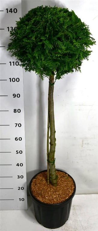 Thuja occidentalis Brabant 150cm 32cm Pot