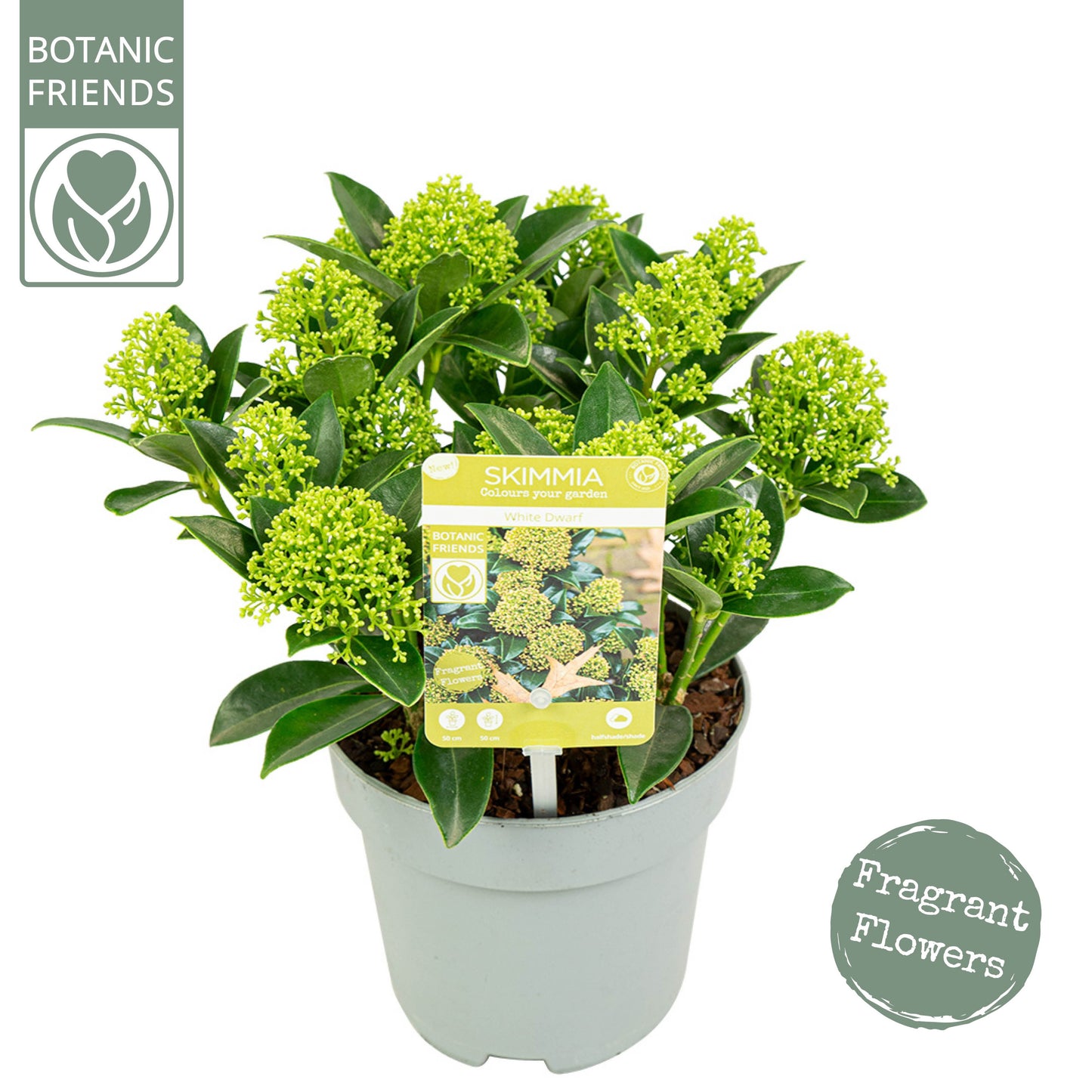 Skimmia japonica White Dwarf 28cm 13cm Pot