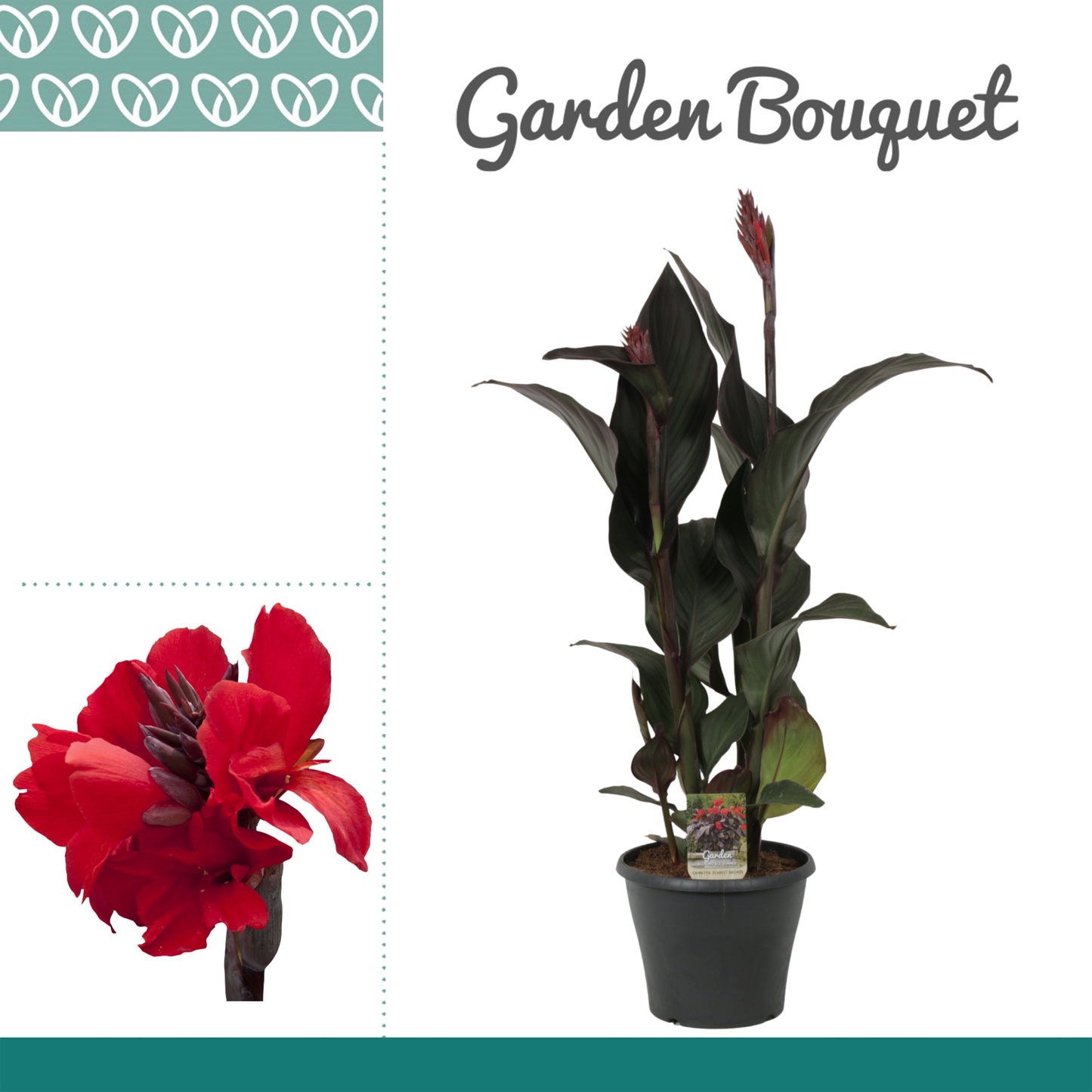 Canna Pacific Beauty 85cm 23cm Pot