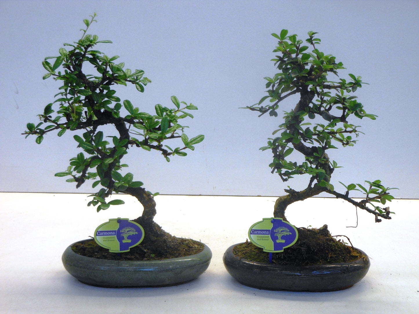 Carmona Bonsai 35cm 24cm Pot