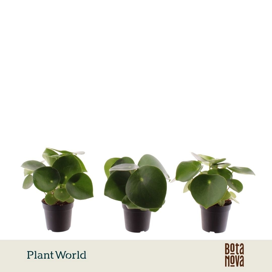 Peperomia Raindrop 10cm 7cm Pot