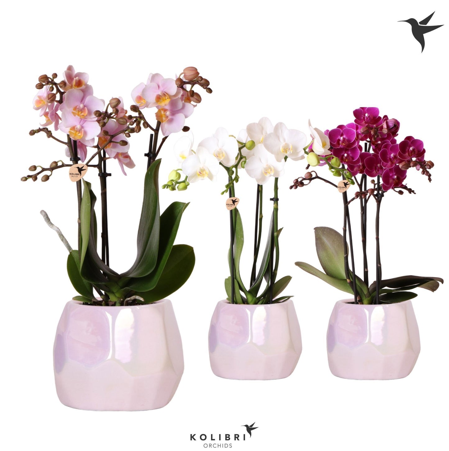OK Plant Kolibri Orchids Phalaenopsis mix 3 spike mix in Pearl pot pink Pack of 5