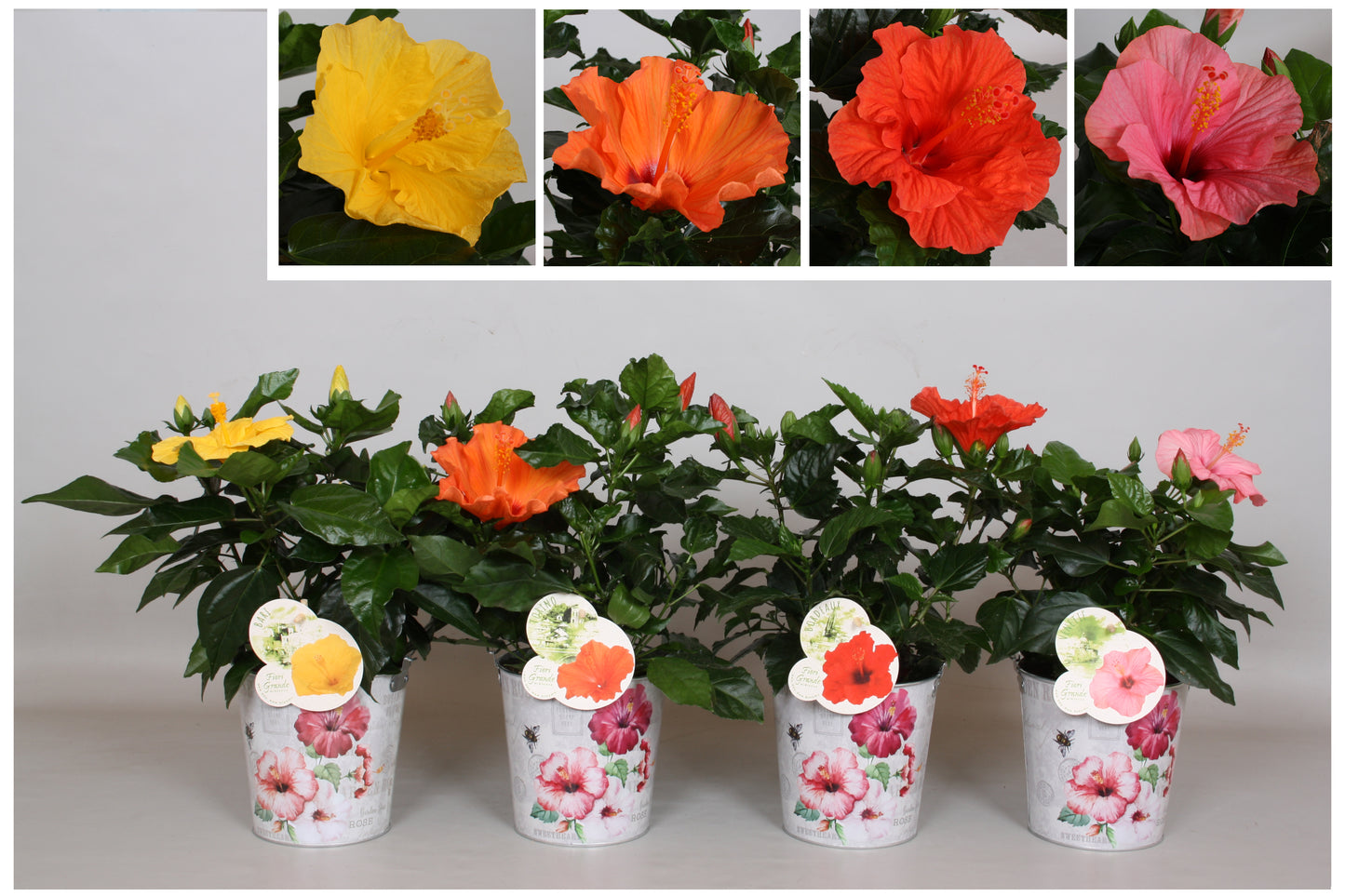 Hibiscus rosa-sinesis mix 35cm 13cm Pot