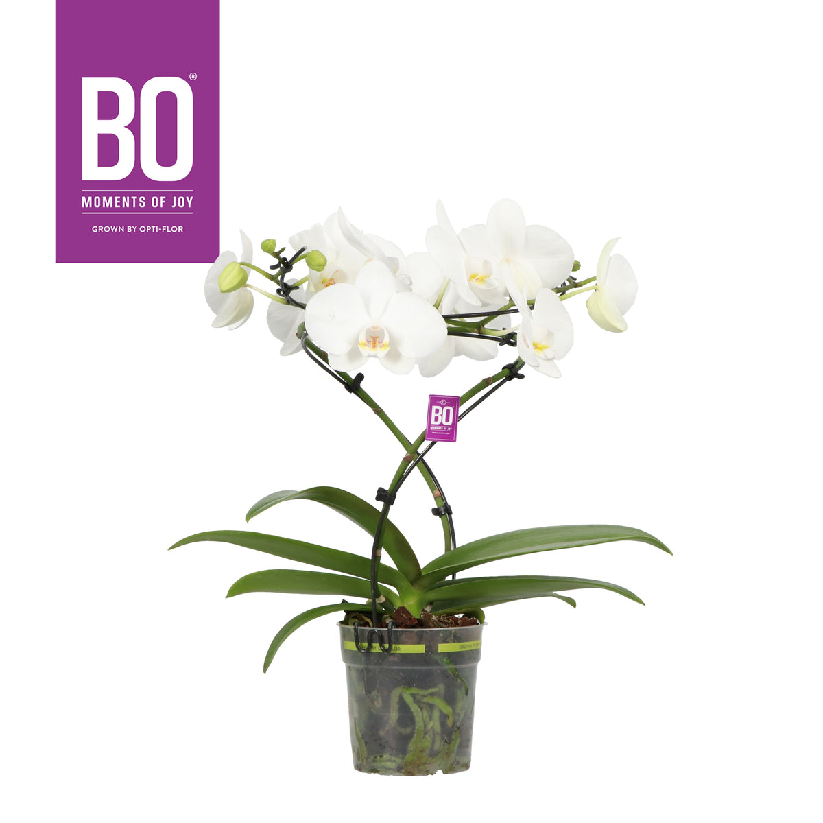 Phalaenopsis white twister 50cm 12cm Pot