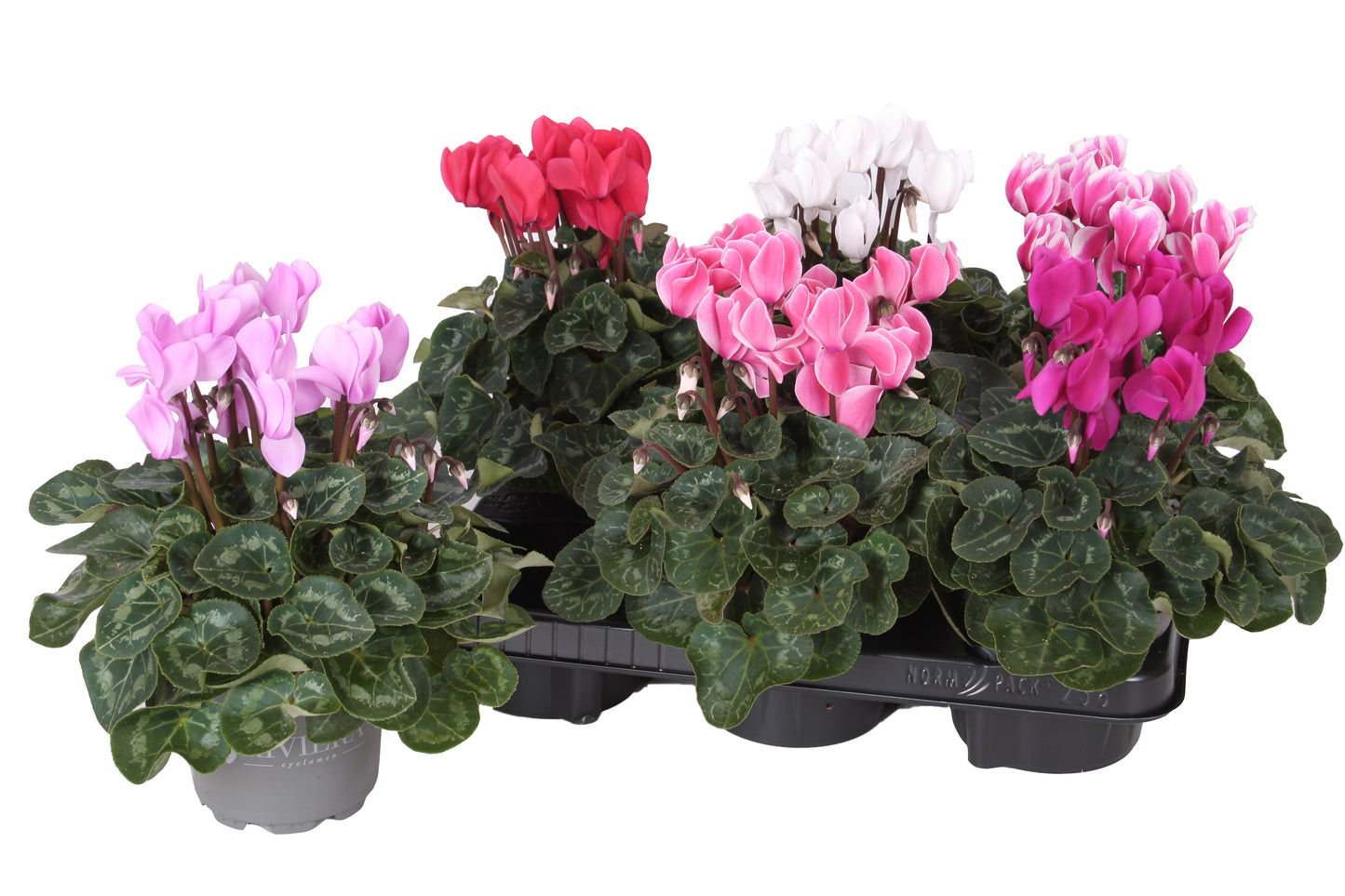 Cyclamen Allure 29cm 12cm Pot
