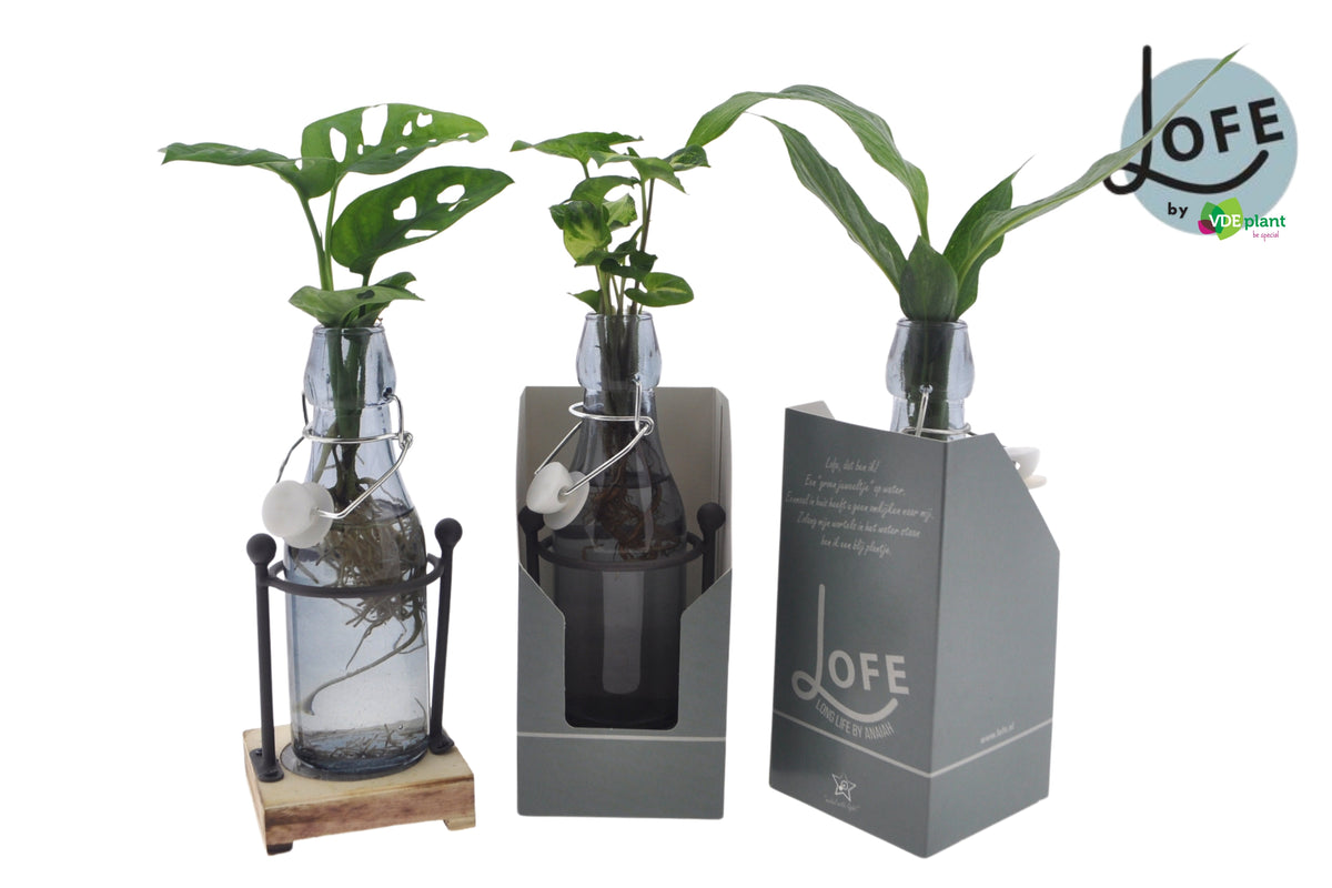 Foliage houseplants mix 25cm 7cm Pot