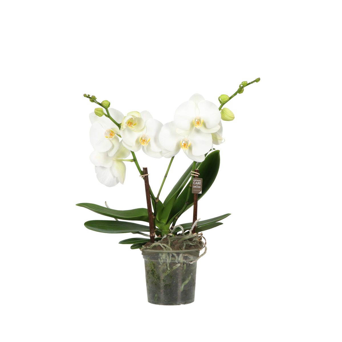 Phalaenopsis white 50cm 15cm Pot