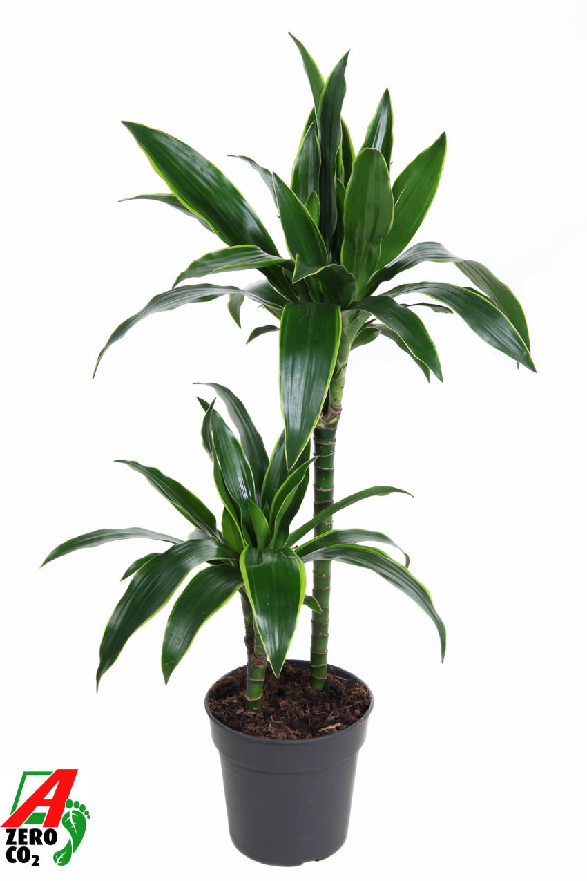 Dracaena frag. Arturo 100cm 19cm Pot