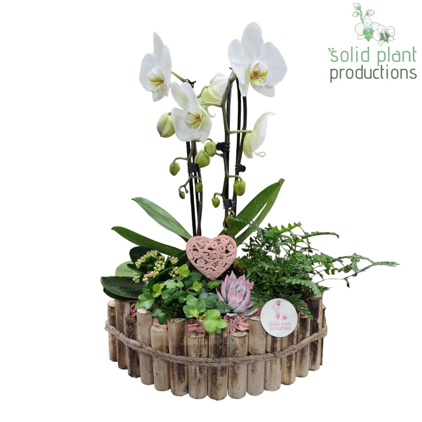 arr. Phalaenopsis white 55cm 35cm Pot