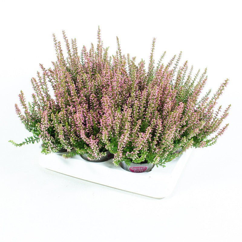 Calluna Garden Girls pink 10cm 6cm Pot