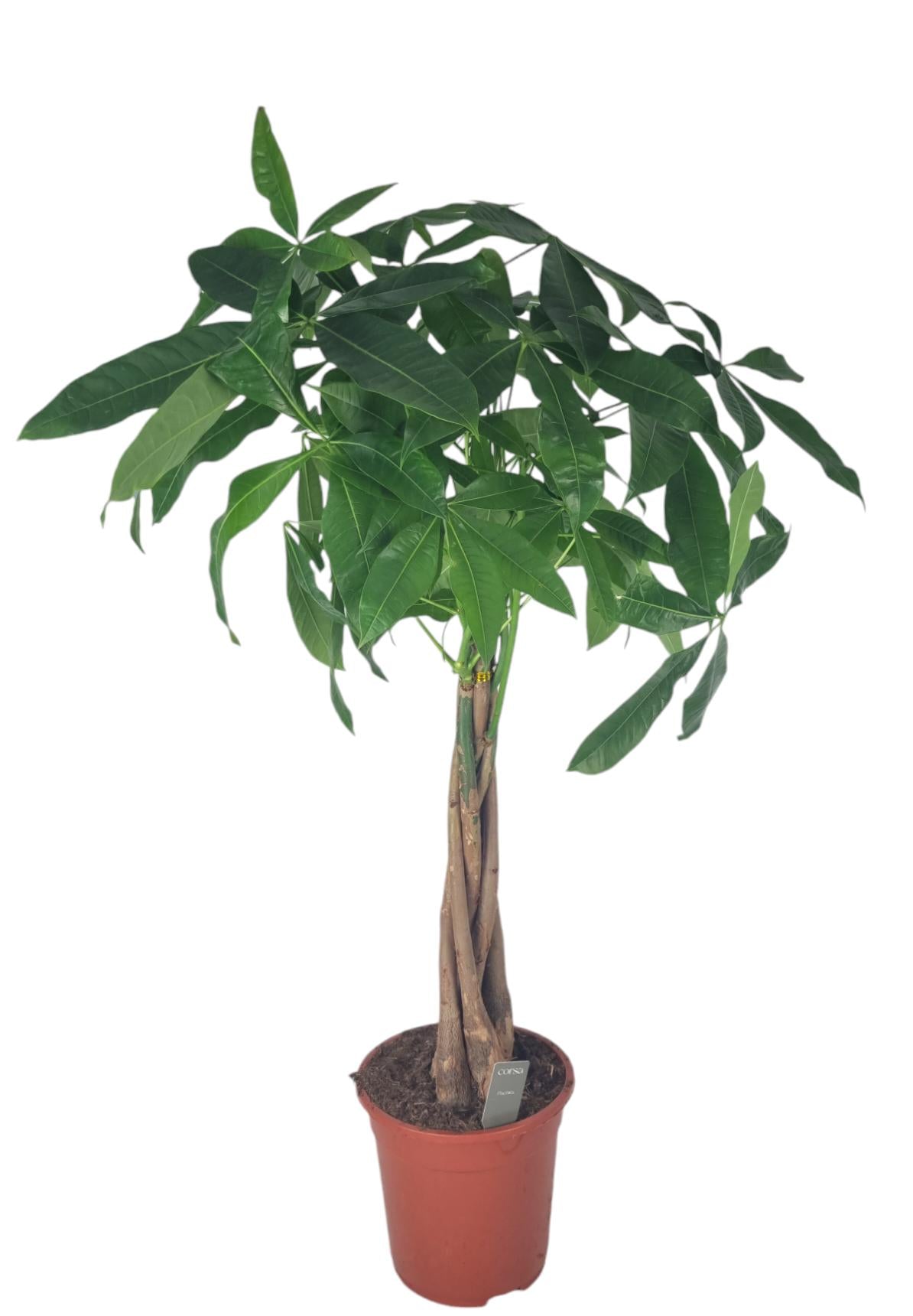 Pachira aquatica 90cm 21cm Pot