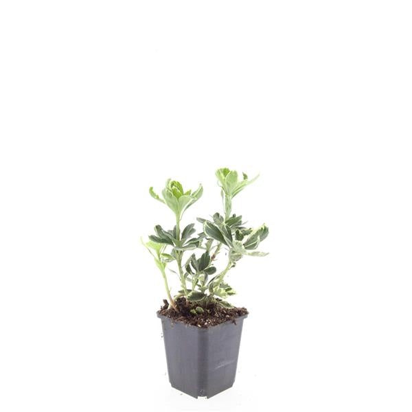 Boer, W.T.M. de Pachysandra term. Variegata Pack of 12