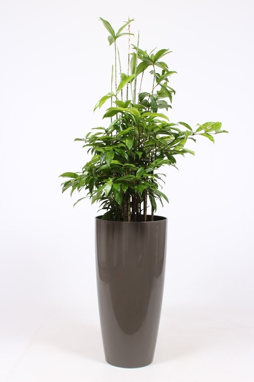 Dracaena surculosa 140cm 33cm Pot