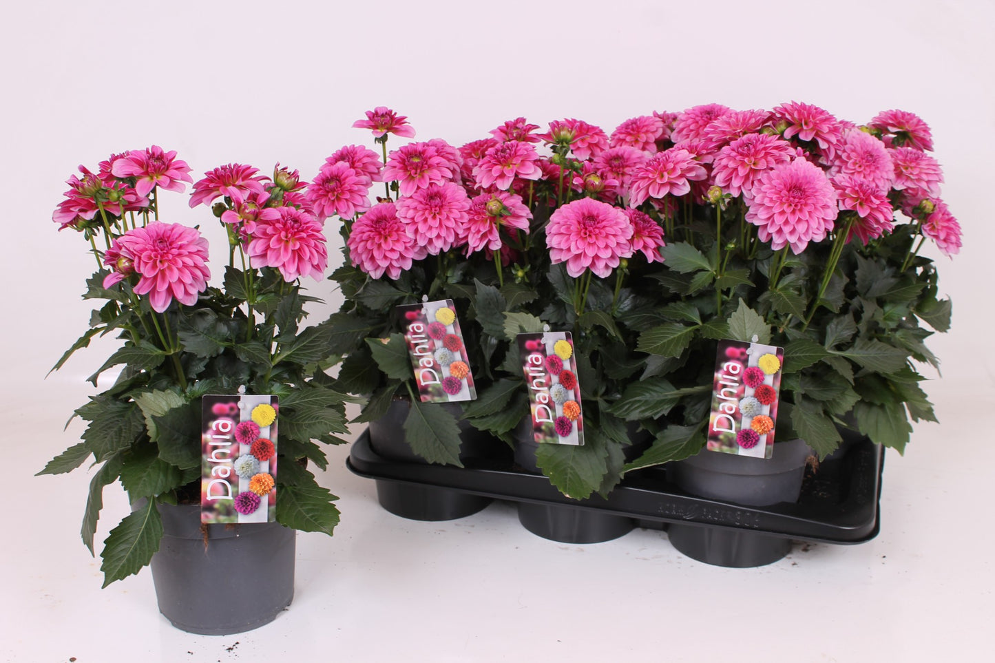Scheffers, A.J.S. Dahlia Labella Grande Dark Pink Pack of 6