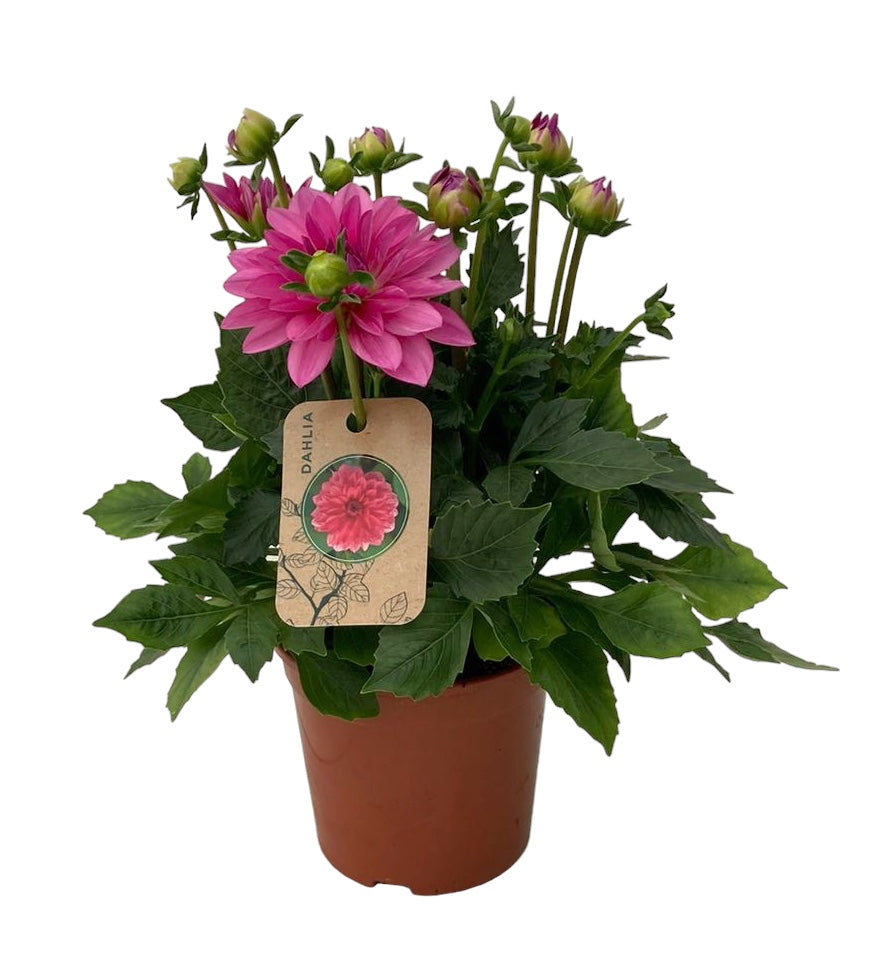 Dahlia Dalina Maxi Starburst Pink 30cm 15cm Pot