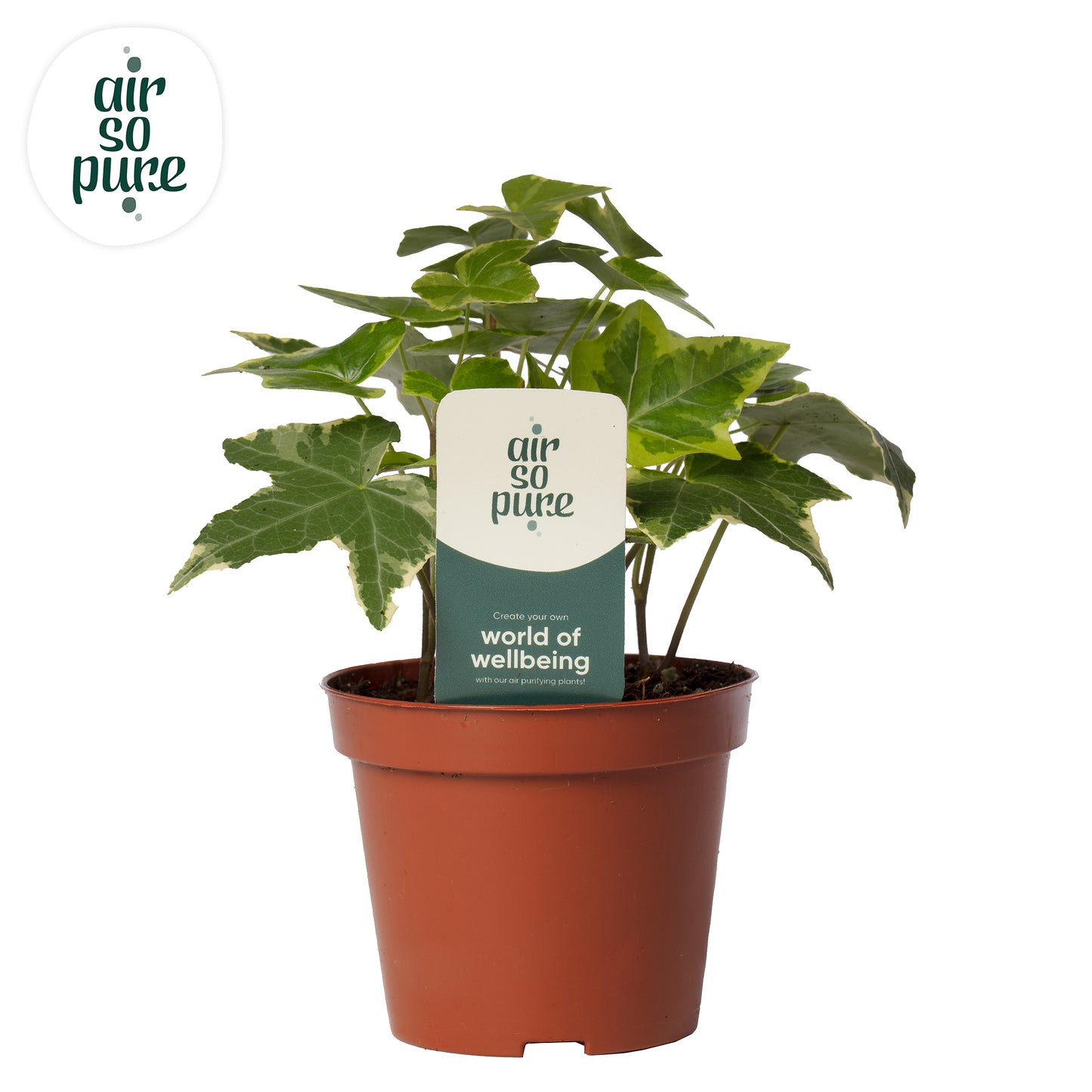 Quakelplant BV Hedera helix Goldchild Pack of 21