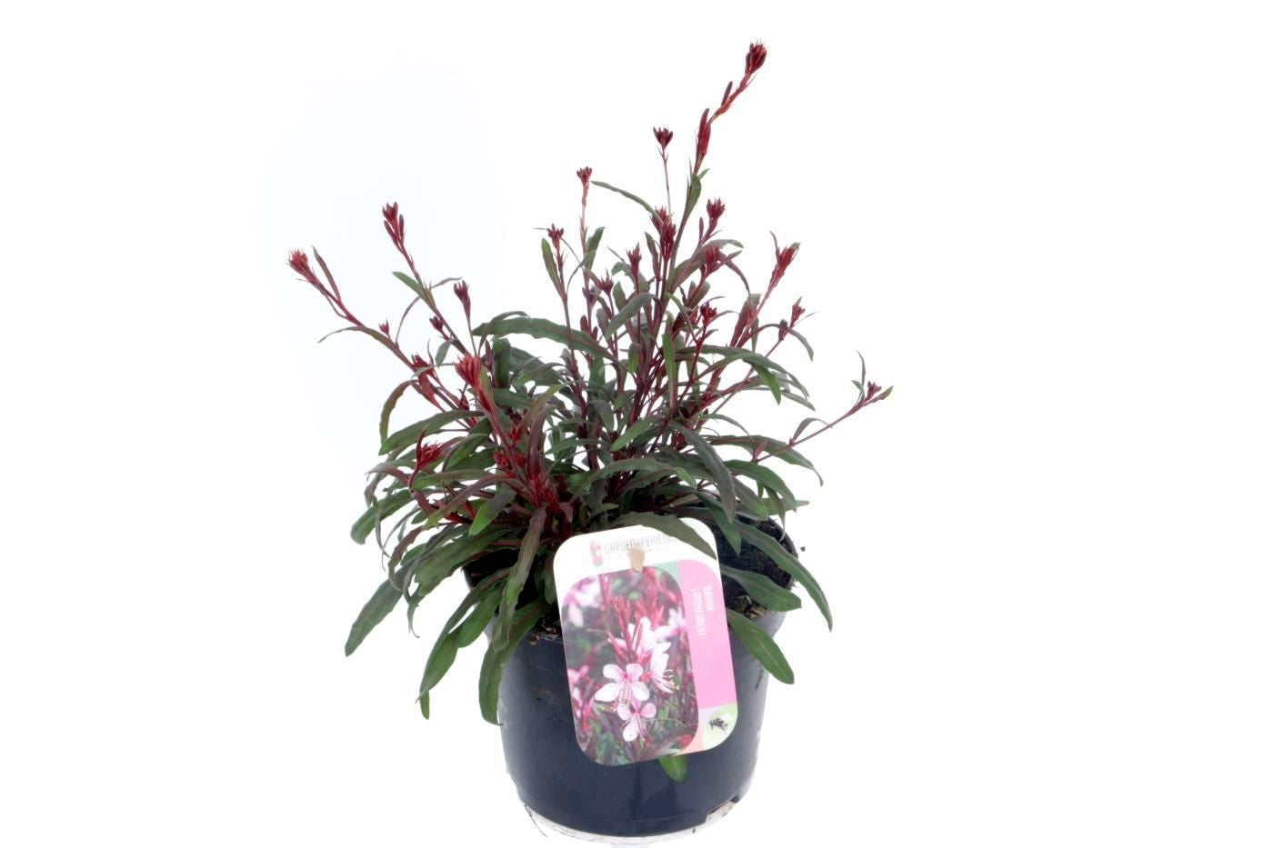 Gaura Gaudi Rose 30cm 13cm Pot