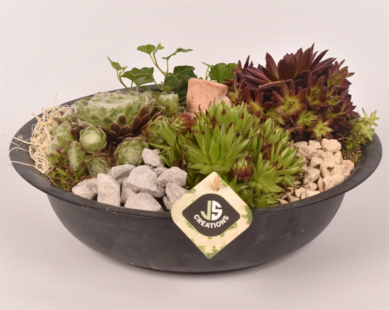 arr. Sempervivum 29cm Pot